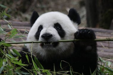 Panda 'yı kapatın ve taze bambu yiyin, Chengdu Panda Üssü, Çin