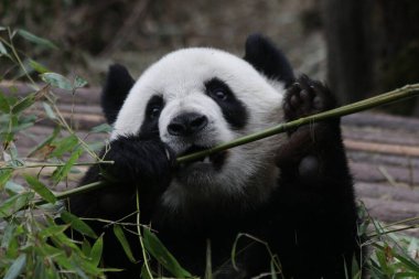 Panda 'yı kapatın ve taze bambu yiyin, Chengdu Panda Üssü, Çin