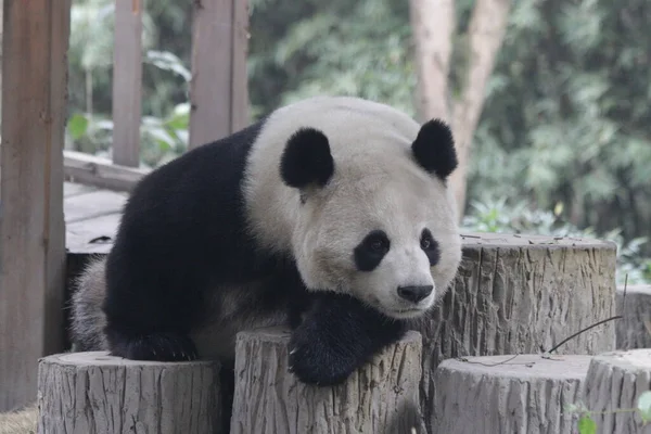 Happy Panda Relaja Tronco Madera Chengdu Panda Base China —  Fotos de Stock