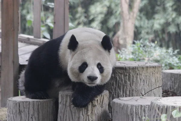 Happy Panda Χαλαρώνει Στο Ξύλινο Κούτσουρο Βάση Chengdu Panda Κίνα — Φωτογραφία Αρχείου