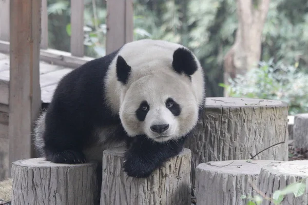 Happy Panda Relaxe Sur Bille Bois Chengdu Panda Base Chine — Photo