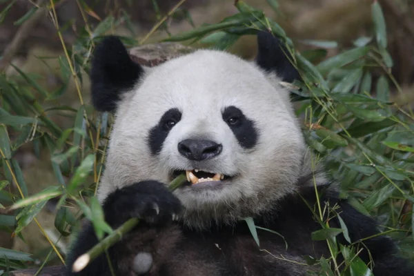 Detailní Záběr Chlupaté Chlupaté Pandy Při Jídle Bambus Chengdu Panda — Stock fotografie