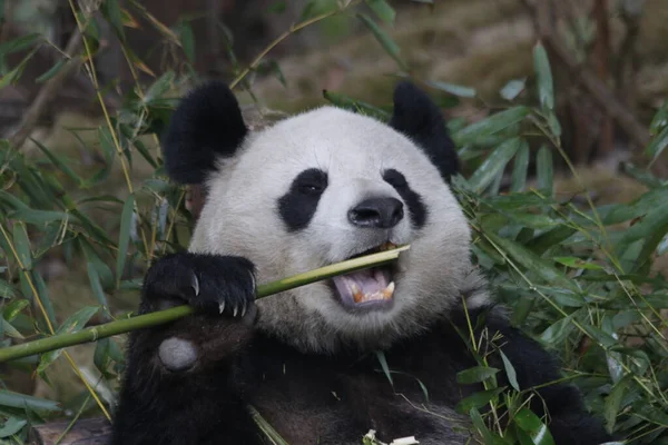 Close up Furry Fluffy Panda while eating Bamboo, Chengdu Panda Base, China