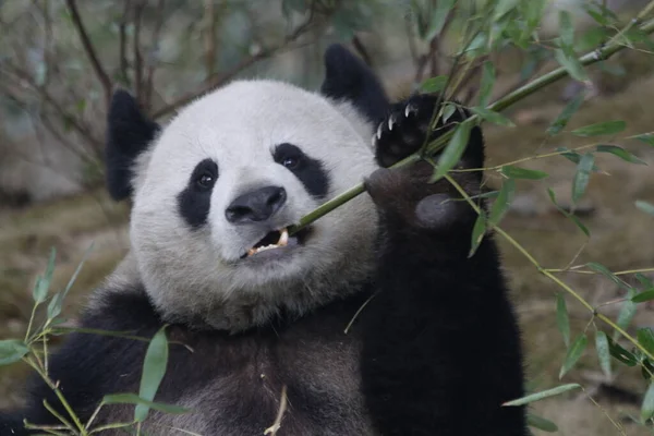 Detailní Záběr Chlupaté Chlupaté Pandy Při Jídle Bambus Chengdu Panda — Stock fotografie