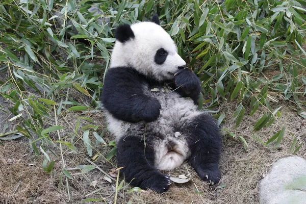 Carino Piccolo Panda Imparare Mangiare Foglie Bambù Chengdu Panda Base — Foto Stock