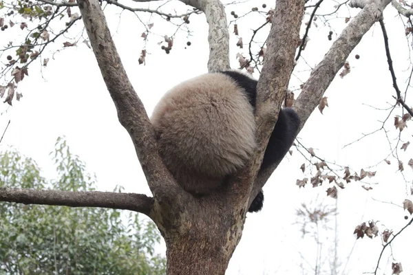 Fluffy Little Panda Dormir Árbol Base Chengdu Panda China — Foto de Stock