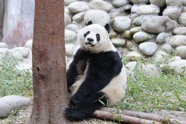 大熊猫精疲力尽了 大熊猫正在中国成都熊猫基地的树下歇息 — 图库照片