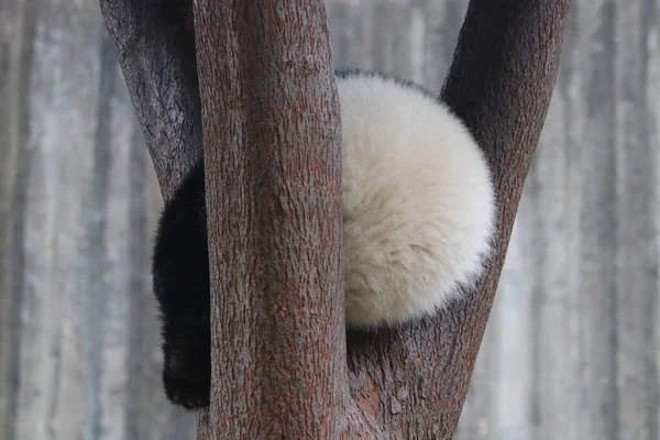 Fluffy Furry Butt Sleeping Panda Tree Chengdu Panda Base China — Zdjęcie stockowe