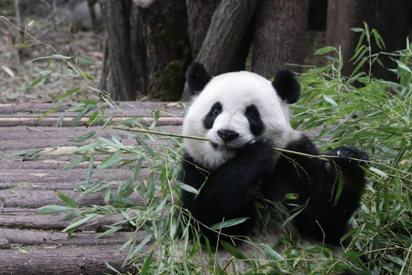 成都熊猫基地毛茸茸的大熊猫食竹子近战 — 图库照片