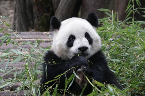 成都熊猫基地毛茸茸的大熊猫食竹子近战 — 图库照片