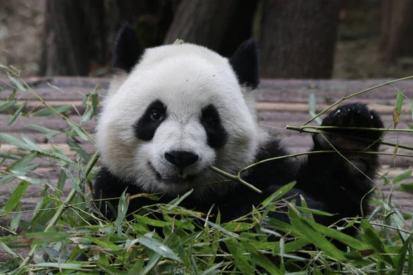Close Happy Panda Tvář Sladký Úsměv Pandy Publika Čína — Stock fotografie