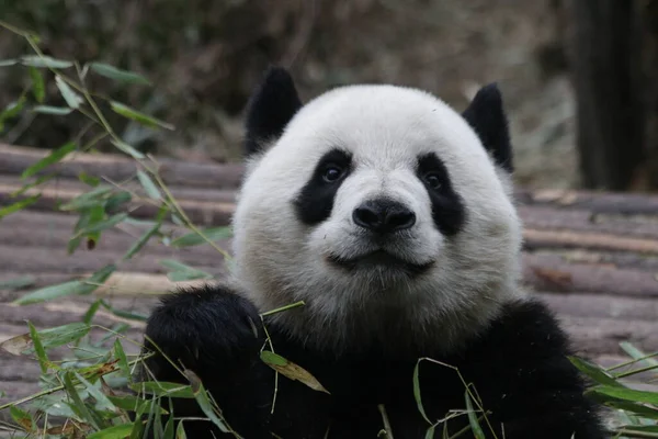 Close up Happy Panda's Face , Sweet Smile from Panda to the Audience, China