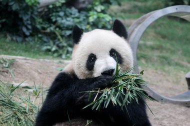 Komik Dev Panda Yeme Bambu Yaprakları, Çin