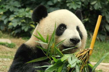 Dev pandanın bambu yaprakları yediği komik poz, Çin