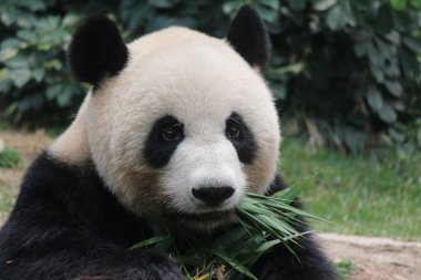 Dev pandanın bambu yaprakları yediği komik poz, Çin