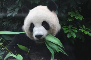 Dev pandanın bambu yaprakları yediği komik poz, Çin