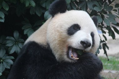 Dev pandanın bambu yaprakları yediği komik poz, Çin