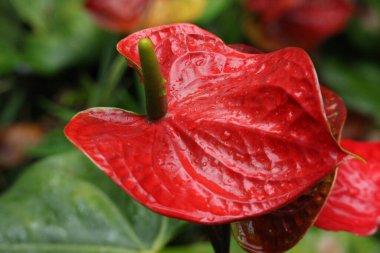 Anthurium, ayrıca Flamingo Zambağı ya da Ressam Paleti olarak da bilinir.. 