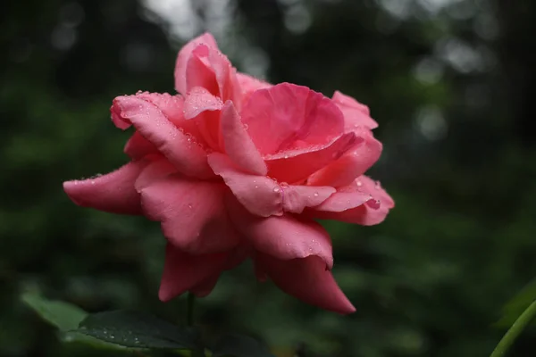 Nahaufnahme Blühende Rote Rose — Stockfoto