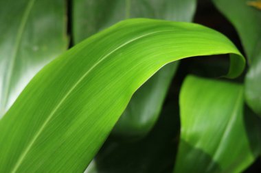 Aspidistra elastior yaprakları, genellikle döküm demir fabrikası olarak bilinir.. 