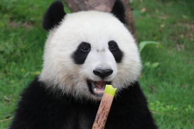 Mutlu Panda 'nın tatlı yüzünü kapatın Bambu Vuruşu, Çin