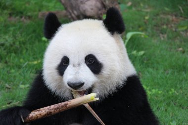 Mutlu Panda 'nın tatlı yüzünü kapatın Bambu Vuruşu, Çin