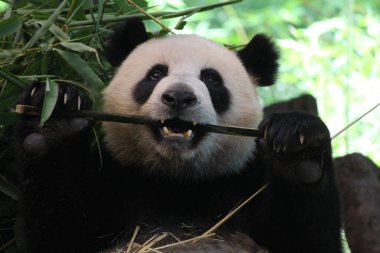 Devasa Panda Yeme Bambuları, Çin