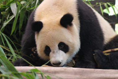 Küçük pandanın yüzünü kapatın, Chengdu Panda Üssü, Çin