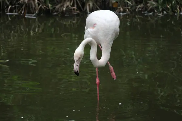 Pássaro Flamingo Elegante Lábios Cor Rosa Sobre Penas Brancas — Fotografia de Stock