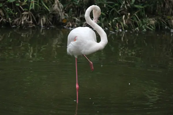 Elegancia Flamingo Bird Rózsaszín Ajkak Fehér Tollon — Stock Fotó