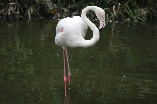 Elegancia Flamingo Bird Rózsaszín Ajkak Fehér Tollon — Stock Fotó