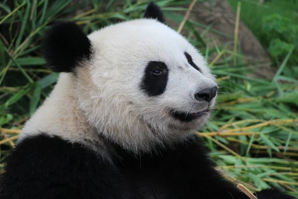 Imádnivaló Panda Édes Mosolyt Küld Közönségnek Kínának — Stock Fotó