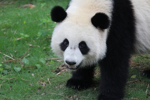 Imádnivaló Panda Édes Mosolyt Küld Közönségnek Kínának — Stock Fotó