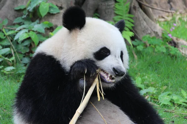 Adorável Panda Está Enviando Sorriso Doce Para Público China — Fotografia de Stock