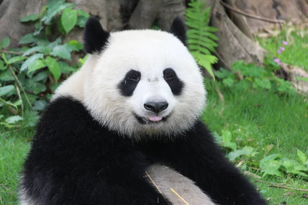 Imádnivaló Panda Édes Mosolyt Küld Közönségnek Kínának — Stock Fotó