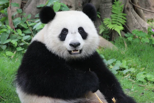 可爱的熊猫正在向观众发出甜美的微笑 — 图库照片