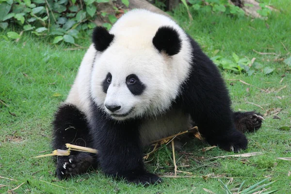 Schattige Panda Stuurt Een Lieve Glimlach Naar Het Publiek China — Stockfoto