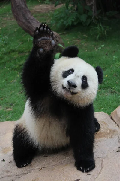 Счастливая Панда Посылает Сладкую Улыбку Аудитории Китай — стоковое фото