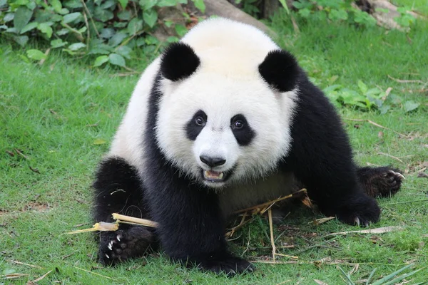 Adorable Panda Está Enviando Una Dulce Sonrisa Público China —  Fotos de Stock