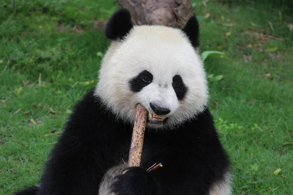 Fechar Rosto Doce Happy Panda Enquanto Come Bamboo Shoot China — Fotografia de Stock