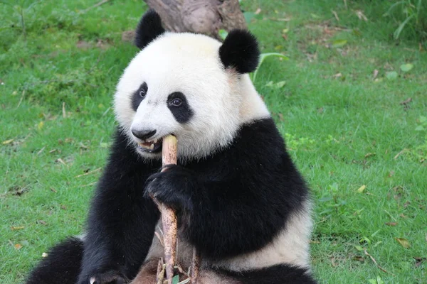 Close Süßes Gesicht Von Happy Panda Beim Essen Bamboo Shoot — Stockfoto