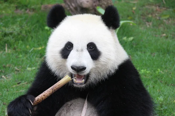 Zbliżenie Słodka Twarz Happy Panda Podczas Jedzenia Bamboo Shoot Chiny — Zdjęcie stockowe