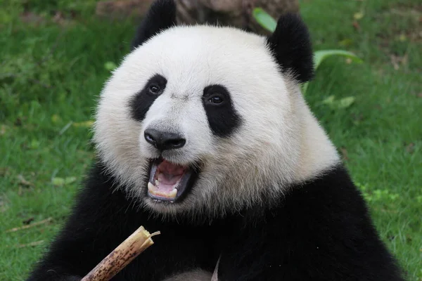 Gros Plan Doux Visage Happy Panda Tout Mangeant Tige Bambou — Photo