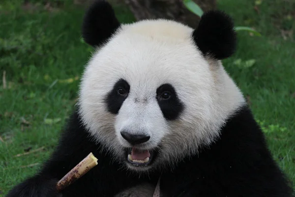 Bezárás Édes Arca Happy Panda Evés Közben Bambusz Shoot Kína — Stock Fotó