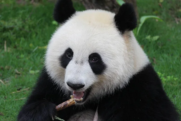 吃竹笋时关上快乐熊猫甜美的脸蛋 — 图库照片