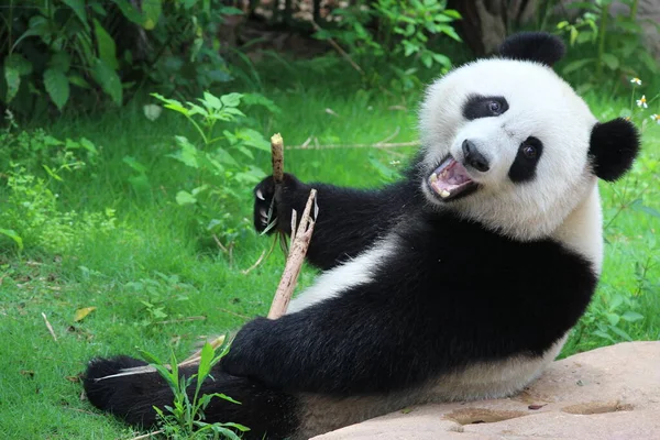 Glücklicher Flauschiger Panda China — Stockfoto