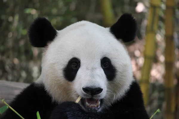 Großaufnahme Riesenpanda Frisst Bambus China — Stockfoto