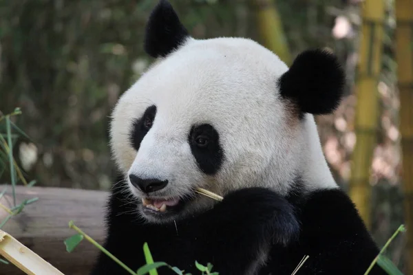 Närbild Giant Panda Äta Bambu Kina — Stockfoto