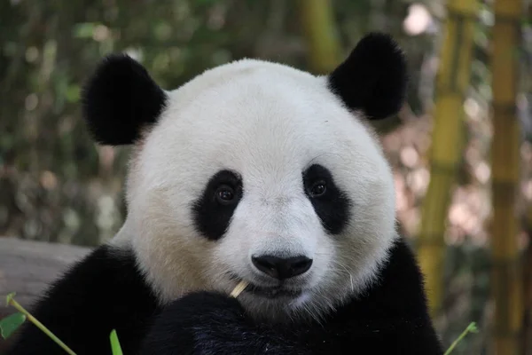 Zblízka Obří Panda Jíst Bambus Čína — Stock fotografie