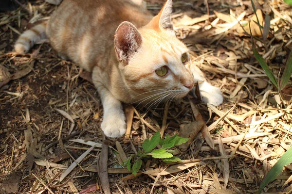 Fermer Chat Orange Dans Parc — Photo